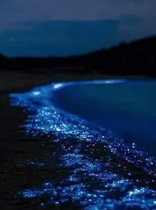 beach with luminescence phenomenon