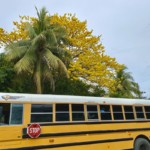 Cortez tree in Santa Teresa
